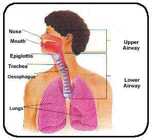 respiratory1.jpeg